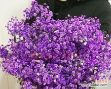 传递祝福的紫色满天星花语 紫色满天星花语