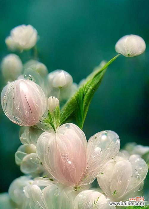 白色绣球花的花语有何特别之处？