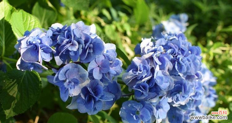 白色绣球花的花语有何特别之处？