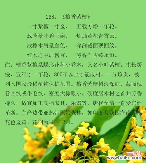 小叶栀子花的花语及寓意有哪些?