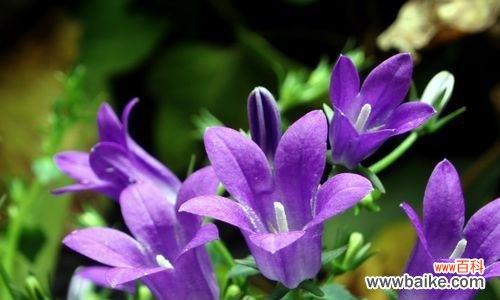 风铃紫色花语什么意思啊？紫色风铃花代表了什么？