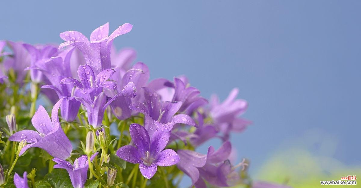 风铃紫色花语什么意思啊？紫色风铃花代表了什么？
