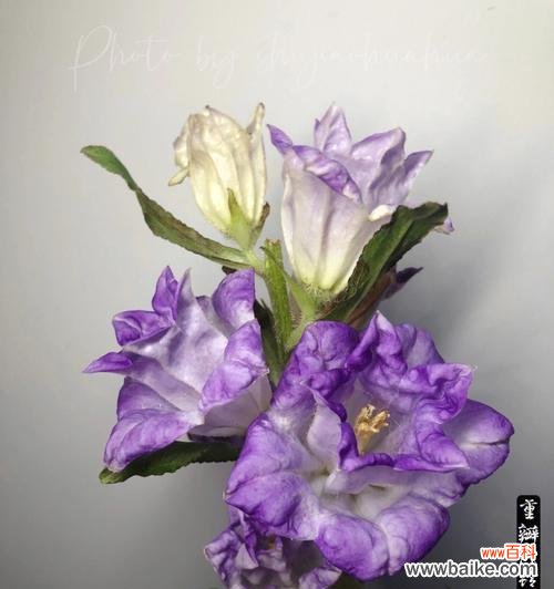 风铃紫色花语什么意思啊？紫色风铃花代表了什么？