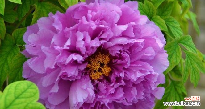 紫色永不凋谢的花象征着什么?