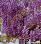 紫色永不凋谢的花象征着什么？