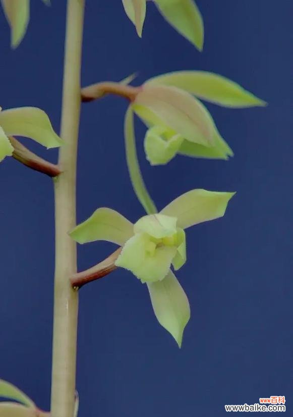 素心花语是什么?素心花代表了怎样的情感?