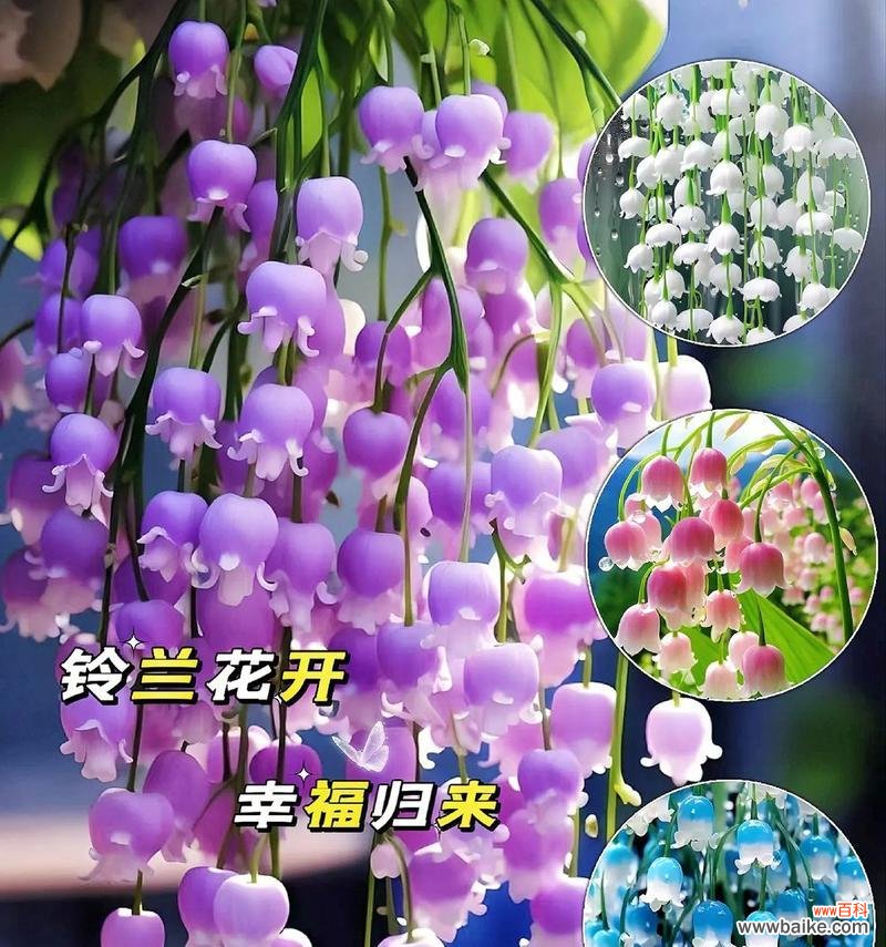 素心花语是什么?素心花代表了怎样的情感?