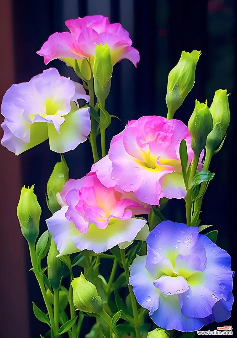 巨人桔梗的花语代表了什么？