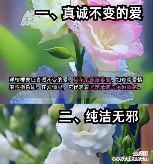 巨人桔梗的花语代表了什么？
