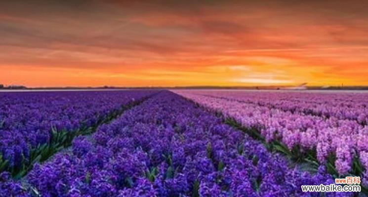 新开始的花语代表什么?