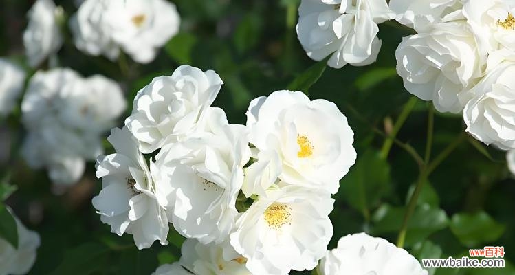 哪种花代表忠心爱情?花语中如何表达忠诚?