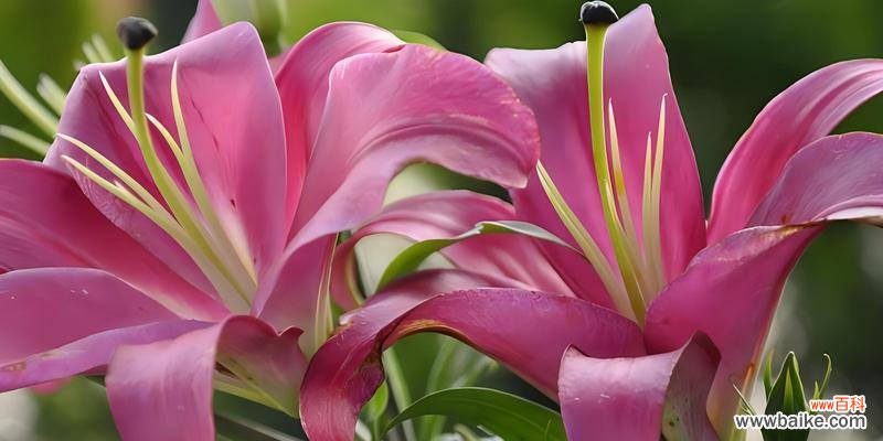 哪种花代表忠心爱情?花语中如何表达忠诚?