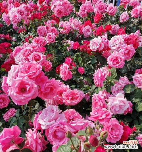 哪种花语充满希望和积极?