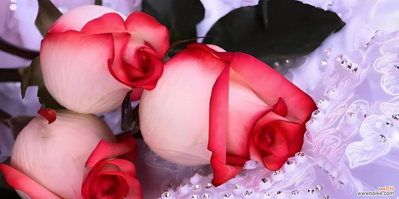 粉红色玫瑰花代表什么?它的花语有哪些含义?