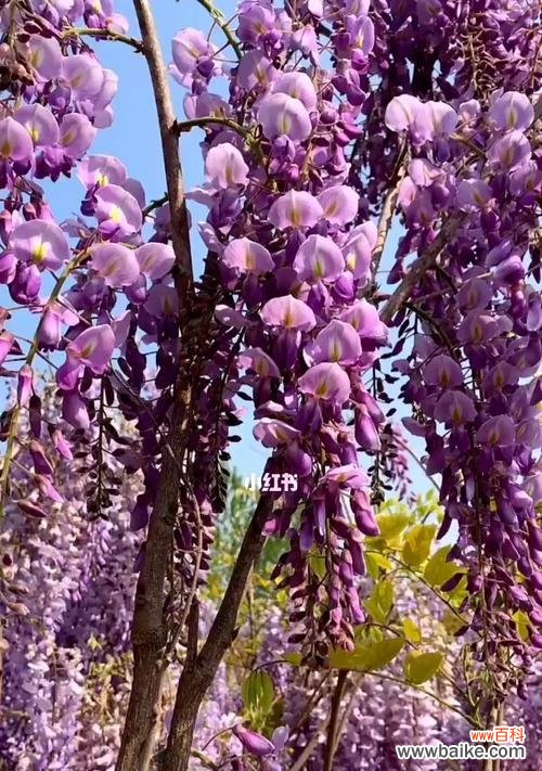 探索紫藤花的意义与传说,了解其在文化中的象征意义 紫藤花的寓意与象征