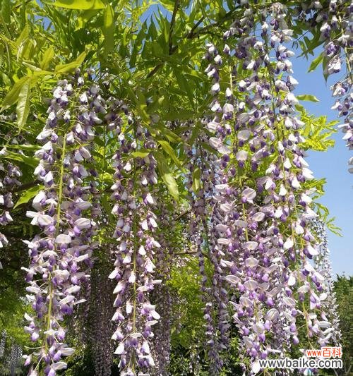 探索紫藤花的意义与传说,了解其在文化中的象征意义 紫藤花的寓意与象征