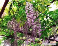 凝结坚韧与美丽的“紫藤花”、追求自由与梦想的象征 紫藤花的寓意