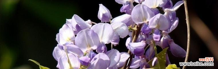 凝结坚韧与美丽的“紫藤花”、追求自由与梦想的象征 紫藤花的寓意