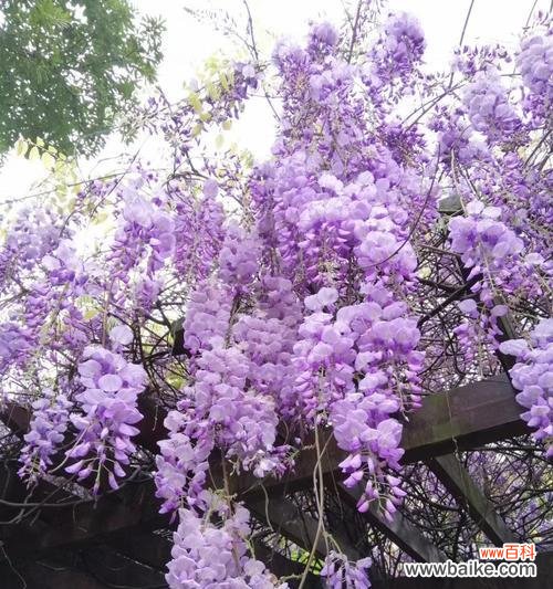 解读紫藤花的美丽内涵 紫藤花的寓意和象征