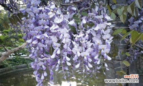 解读紫藤花的美丽内涵 紫藤花的寓意和象征