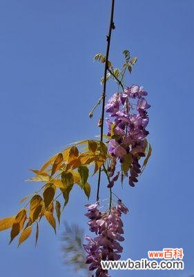 紫藤花的美丽和独特意义，以及对生活的启示 紫藤花的花语与寓意——从花朵到生命的蕴意