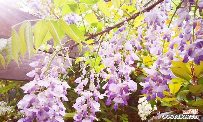 解读紫藤花的花语与象征意义 紫藤花的寓意