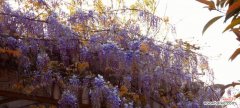 解读紫藤花的花语与象征意义 紫藤花的寓意