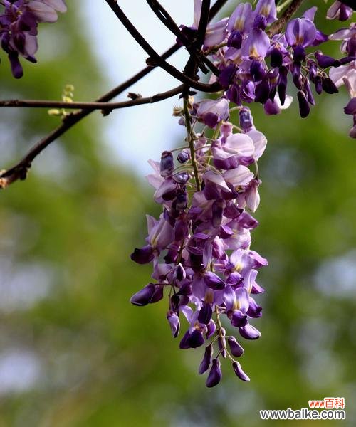 解读紫藤花的花语与象征意义 紫藤花的寓意