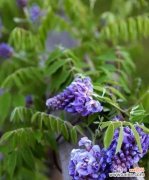 爱情的象征，紫藤萝与心灵的契合 紫藤萝花语-暗示美好爱情的花朵