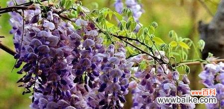 探秘紫藤花的神秘之美及其寓意 紫藤花的美丽与象征意义