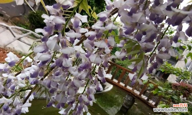 紫藤花的美丽传递的是哪些深刻的含义? 紫藤花的象征与寓意