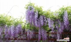 探寻紫藤的深层寓意与美感 紫藤