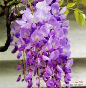 以紫藤萝为主题的象征与寓意探索 紫藤萝的象征意义