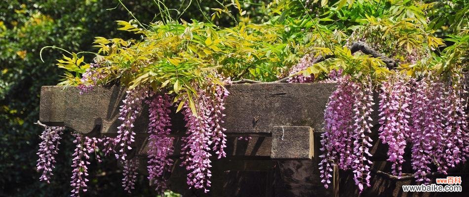 以紫藤萝为主题的象征与寓意探索 紫藤萝的象征意义