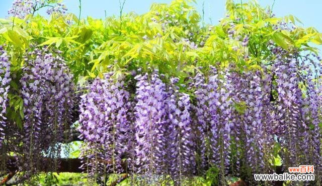 探寻紫藤萝花语的深层内涵与象征意义 紫藤萝的花语及其象征意义