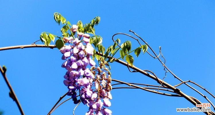 探寻紫藤萝花语的深层内涵与象征意义 紫藤萝的花语及其象征意义