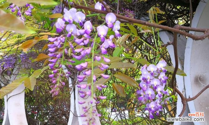 探寻紫藤萝花语的深层内涵与象征意义 紫藤萝的花语及其象征意义