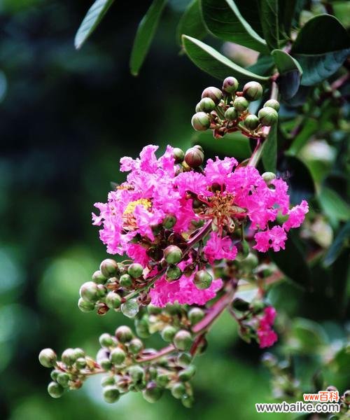 品味秋天的芬芳,感受紫薇花的柔情 紫薇花语