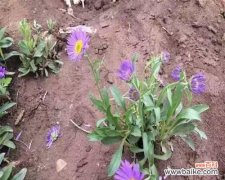 花谢纷飞，传递着生命的力量 紫菀的传说