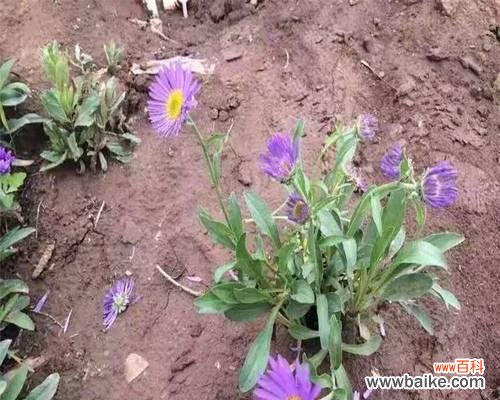 花谢纷飞，传递着生命的力量 紫菀的传说