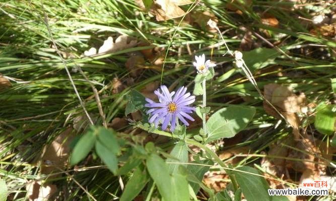 花谢纷飞，传递着生命的力量 紫菀的传说