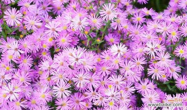 花谢纷飞，传递着生命的力量 紫菀的传说