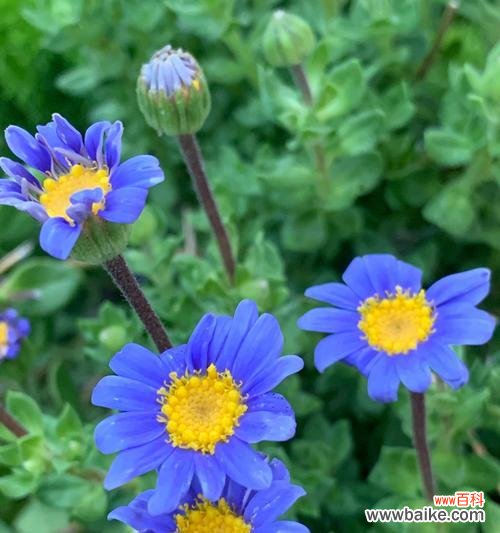 探秘紫菀花的花语与象征意义 紫菀花的花语及其寓意