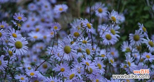 探秘紫菀花的花语与象征意义 紫菀花的花语及其寓意