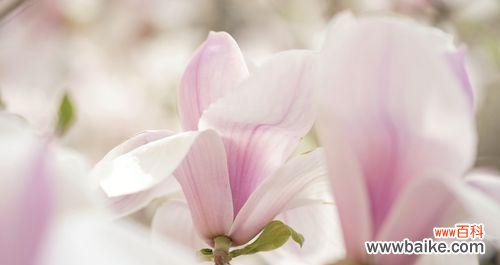 探索紫玉兰花的意义，从花卉语言到文化象征 紫玉兰花的寓意与象征