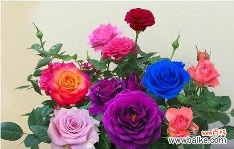 探索紫色玫瑰的神秘意义 紫色玫瑰的花语和象征