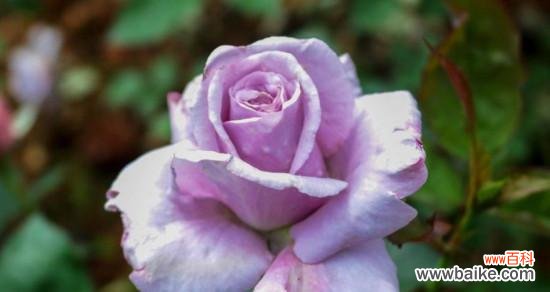 探索紫色玫瑰所代表的意义和感情 紫色玫瑰