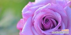 探寻紫色玫瑰花的秘密 紫色玫瑰花的寓意与象征