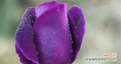 揭开紫色玫瑰的神秘面纱 紫色玫瑰的花语