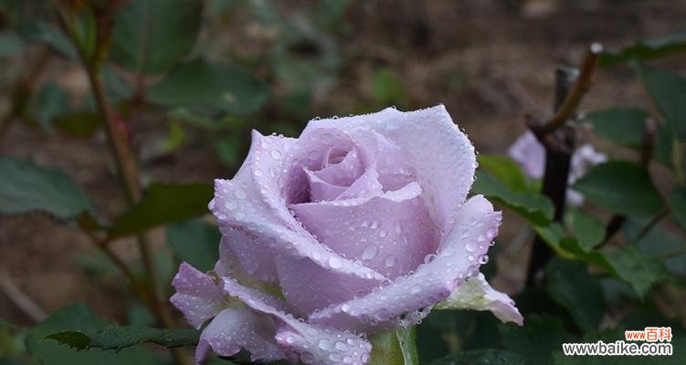 紫色玫瑰的花语和象征意义详解 紫色玫瑰花语